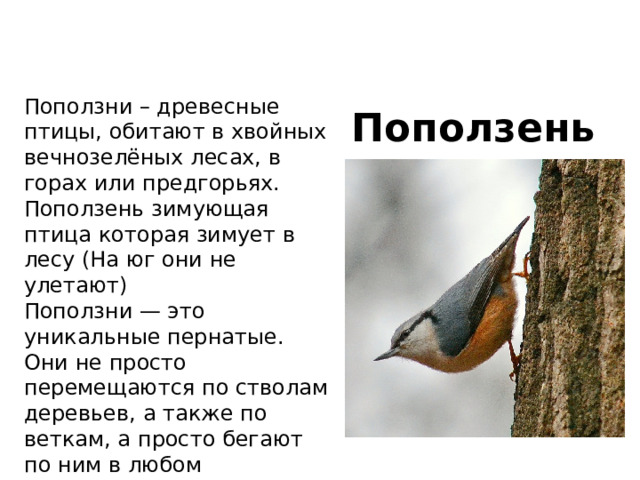 Поползни – древесные птицы, обитают в хвойных вечнозелёных лесах, в горах или предгорьях. Поползень зимующая птица которая зимует в лесу (На юг они не улетают) Поползни — это уникальные пернатые. Они не просто перемещаются по стволам деревьев, а также по веткам, а просто бегают по ним в любом направлении, а также принимая при этом любое положение. Поползень 
