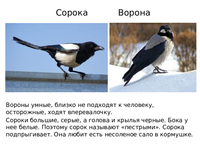 Сорока Ворона Вороны умные, близко не подходят к человеку, осторожные, ходят вперевалочку. Сороки большие, серые, а голова и крылья черные. Бока у нее белые. Поэтому сорок называют «пестрыми». Сорока подпрыгивает. Она любит есть несоленое сало в кормушке. 