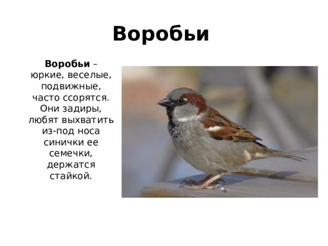 Воробьи   Воробьи  – юркие, веселые, подвижные, часто ссорятся. Они задиры, любят выхватить из-под носа синички ее семечки, держатся стайкой.    
