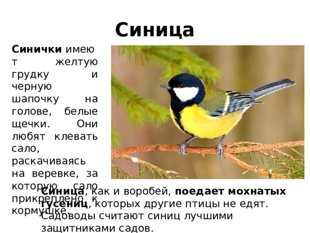 Синица Синички  имеют желтую грудку и черную шапочку на голове, белые щечки. Они любят клевать сало, раскачиваясь на веревке, за которую сало прикреплено к кормушке. Синица , как и воробей,  поедает мохнатых гусениц , которых другие птицы не едят. Садоводы считают синиц лучшими защитниками садов. 