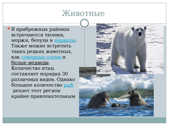 Животные В прибрежных районах встречаются тюлени, моржи, белухи и  нарвалы . Также можно встретить таких редких животных, как  северные олени  и  белые медведи . Количество птиц составляет порядка 30 различных видов. Однако большое количество  рыб  делает этот регион крайне привлекательным 