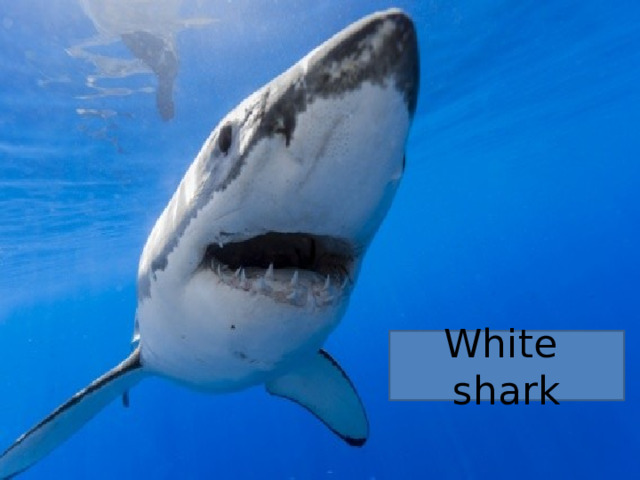 White shark 