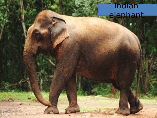 Indian elephant 
