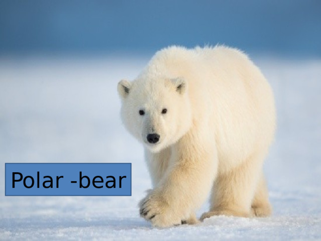Polar -bear 