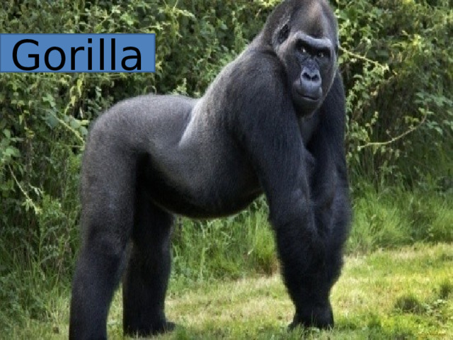 Gorilla 