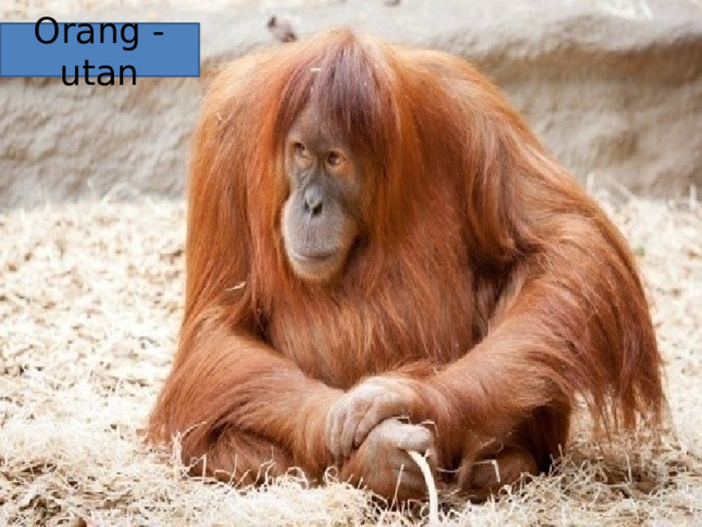 Orang -utan 