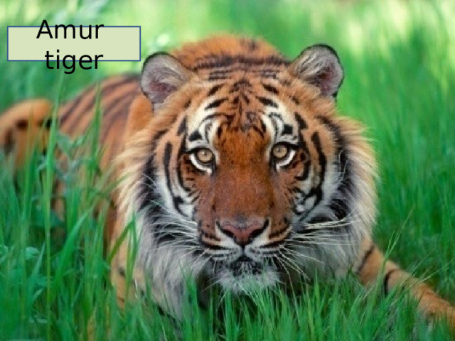 Amur tiger 
