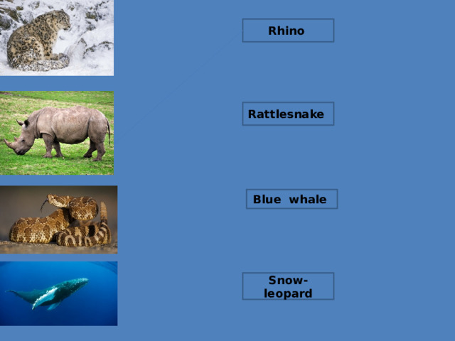 Rhino  Rattlesnake Blue whale Snow-leopard 