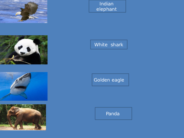 Indian elephant White shark Golden eagle Panda 