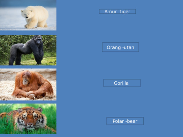 Amur tiger Orang -utan Gorilla Polar -bear 