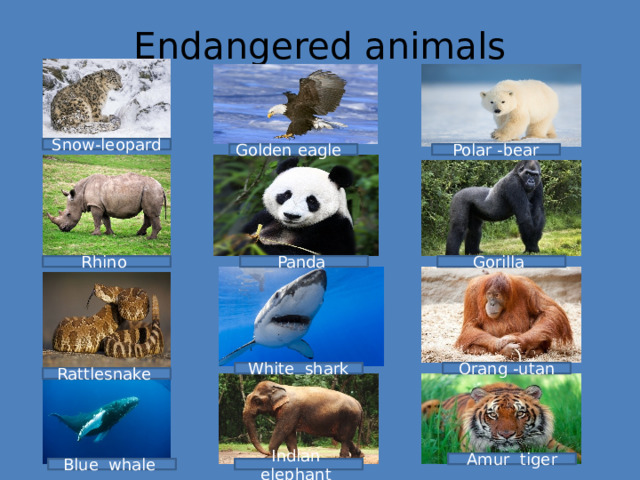 Endangered animals Snow-leopard Polar -bear Golden eagle Rhino Panda Gorilla White shark Orang -utan Rattlesnake Amur tiger Blue whale Indian elephant 