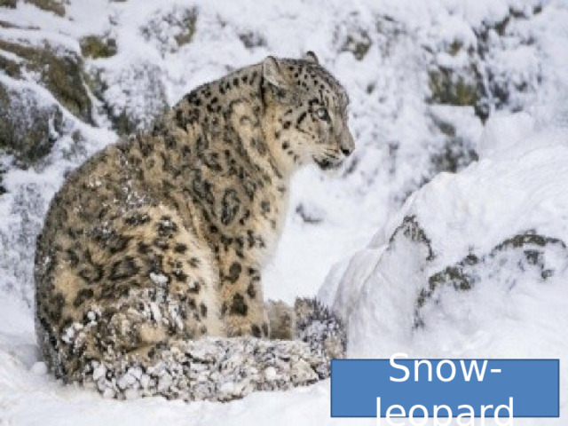 Snow-leopard 