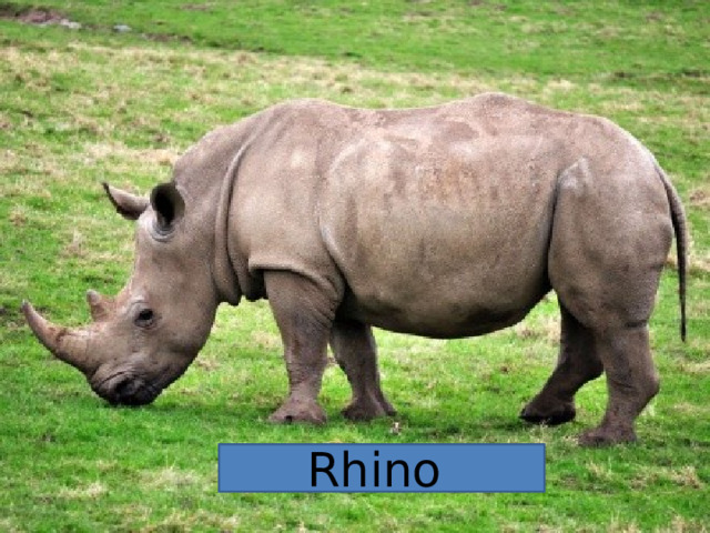 Rhino  
