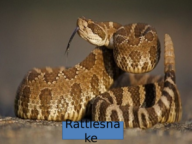 Rattlesnake  