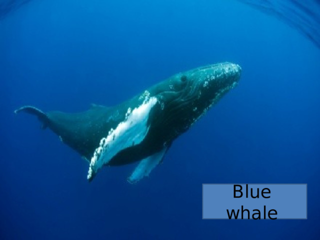 Blue whale 
