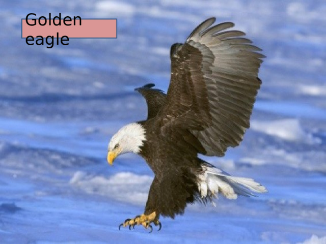 Golden eagle 