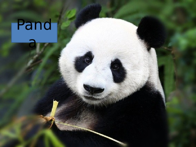 Panda  