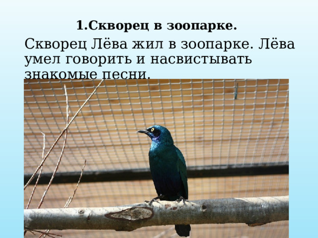 1.Скворец в зоопарке. Скворец Лёва жил в зоопарке. Лёва умел говорить и насвистывать знакомые песни. 