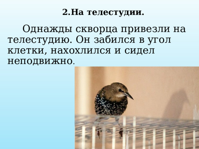  2.На телестудии.  Однажды скворца привезли на телестудию. Он забился в угол клетки, нахохлился и сидел неподвижно .   