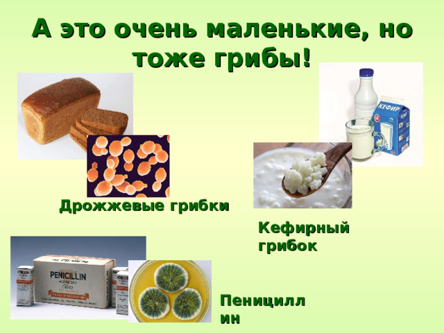 А это очень маленькие, но тоже грибы! Дрожжевые грибки Кефирный грибок Пенициллин 