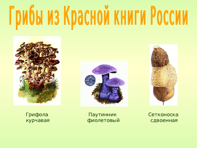 Грифола курчавая Паутинник фиолетовый Сетконоска сдвоенная 