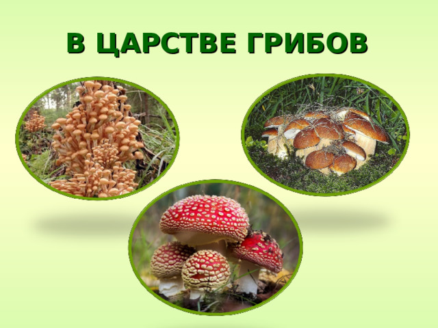 В ЦАРСТВЕ ГРИБОВ 