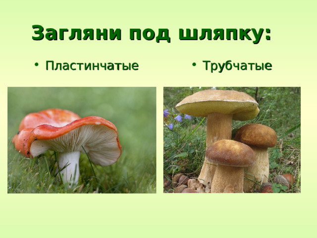 Загляни под шляпку: Трубчатые Пластинчатые 