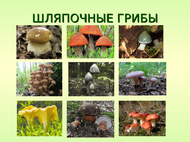 ШЛЯПОЧНЫЕ ГРИБЫ 