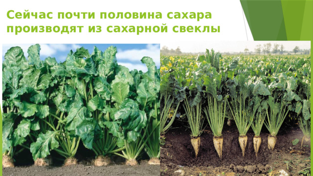 Сейчас почти половина сахара производят из сахарной свеклы   