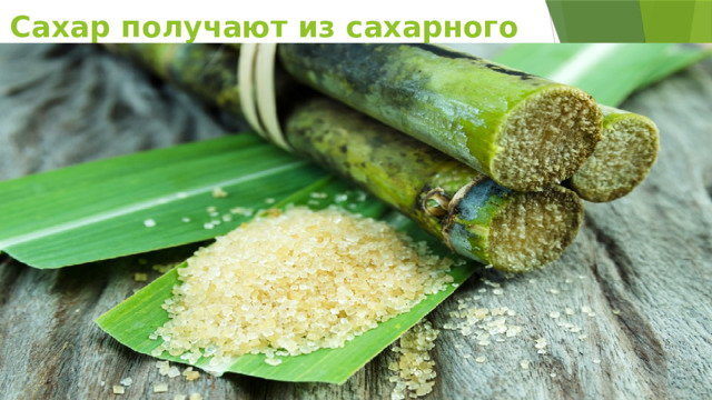 Сахар получают из сахарного тростника   