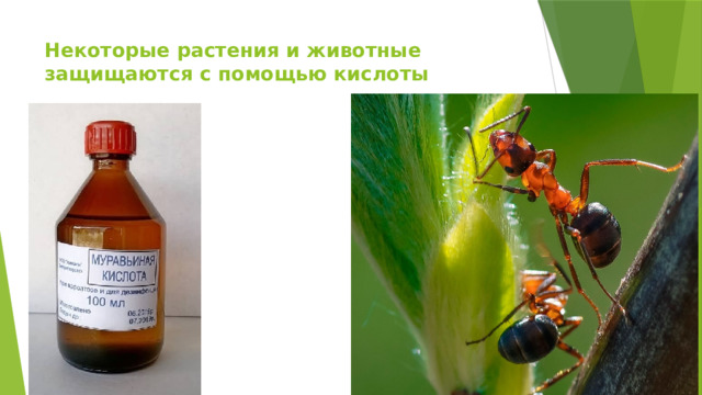 Некоторые растения и животные защищаются с помощью кислоты   