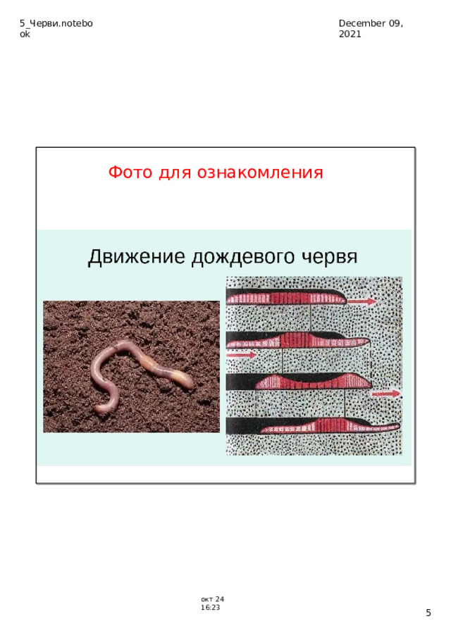 5_Черви.notebook December  09,  2021 Фото  для  ознакомления ок т  24­16:23  