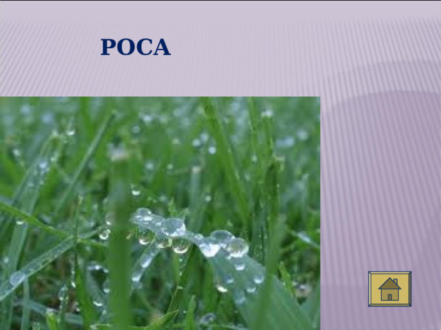РОСА 