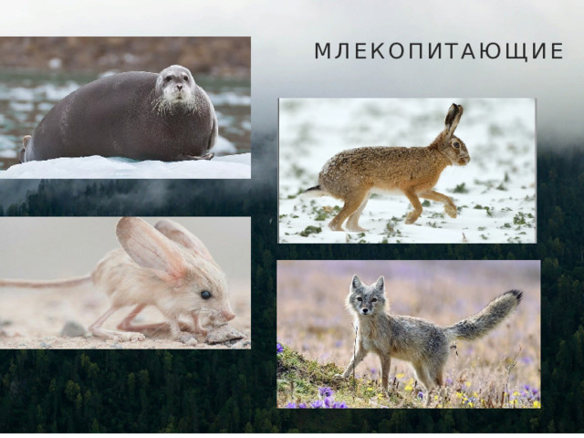 МЛЕКОПИТАЮЩИЕ 