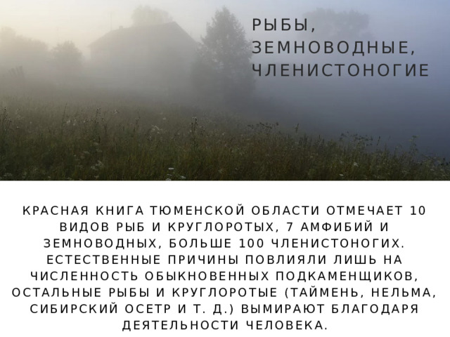 РЫБЫ, ЗЕМНОВОДНЫЕ, ЧЛЕНИСТОНОГИЕ КРАСНАЯ КНИГА ТЮМЕНСКОЙ ОБЛАСТИ ОТМЕЧАЕТ 10 ВИДОВ РЫБ И КРУГЛОРОТЫХ, 7 АМФИБИЙ И ЗЕМНОВОДНЫХ, БОЛЬШЕ 100 ЧЛЕНИСТОНОГИХ. ЕСТЕСТВЕННЫЕ ПРИЧИНЫ ПОВЛИЯЛИ ЛИШЬ НА ЧИСЛЕННОСТЬ ОБЫКНОВЕННЫХ ПОДКАМЕНЩИКОВ, ОСТАЛЬНЫЕ РЫБЫ И КРУГЛОРОТЫЕ (ТАЙМЕНЬ, НЕЛЬМА, СИБИРСКИЙ ОСЕТР И Т. Д.) ВЫМИРАЮТ БЛАГОДАРЯ ДЕЯТЕЛЬНОСТИ ЧЕЛОВЕКА. 
