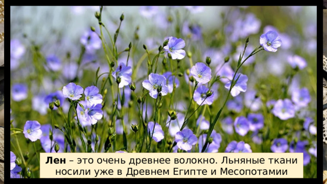 Лен – это очень древнее волокно. Льняные ткани носили уже в Древнем Египте и Месопотамии 