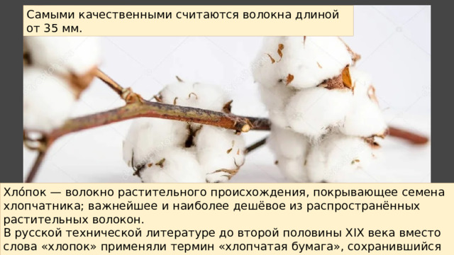 Самыми качественными считаются волокна длиной от 35 мм. Хло́пок — волокно растительного происхождения, покрывающее семена хлопчатника; важнейшее и наиболее дешёвое из распространённых растительных волокон. В русской технической литературе до второй половины XIX века вместо слова «хлопок» применяли термин «хлопчатая бумага», сохранившийся до настоящего времени в словах: хлопчатобумажная ткань, хлопчатобумажная промышленность и других 