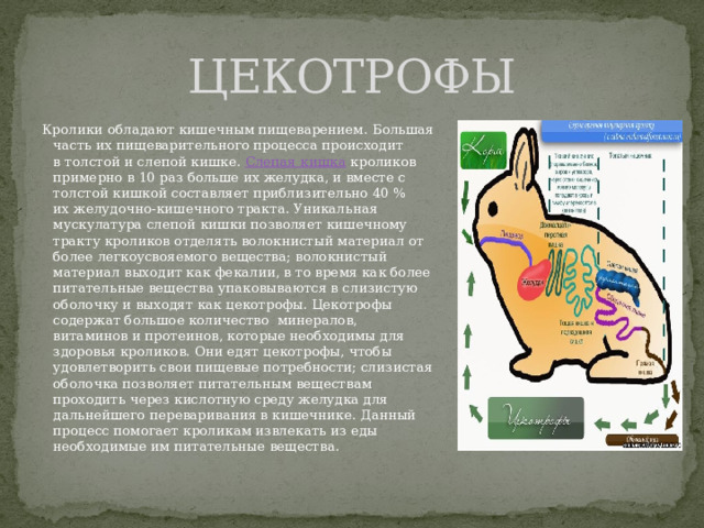 ЦЕКОТРОФЫ Кролики обладают кишечным пищеварением. Большая часть их пищеварительного процесса происходит в толстой и слепой кишке. Слепая кишка кроликов примерно в 10 раз больше их желудка, и вместе с толстой кишкой составляет приблизительно 40 % их желудочно-кишечного тракта. Уникальная мускулатура слепой кишки позволяет кишечному тракту кроликов отделять волокнистый материал от более легкоусвояемого вещества; волокнистый материал выходит как фекалии, в то время как более питательные вещества упаковываются в слизистую оболочку и выходят как цекотрофы. Цекотрофы содержат большое количество  минералов, витаминов и протеинов, которые необходимы для здоровья кроликов. Они едят цекотрофы, чтобы удовлетворить свои пищевые потребности; слизистая оболочка позволяет питательным веществам проходить через кислотную среду желудка для дальнейшего переваривания в кишечнике. Данный процесс помогает кроликам извлекать из еды необходимые им питательные вещества. 