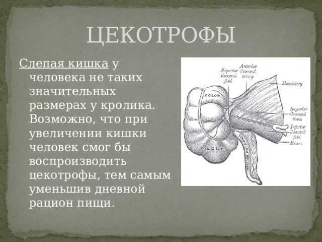 ЦЕКОТРОФЫ Слепая кишка у человека не таких значительных размерах у кролика. Возможно, что при увеличении кишки человек смог бы воспроизводить цекотрофы, тем самым уменьшив дневной рацион пищи. 