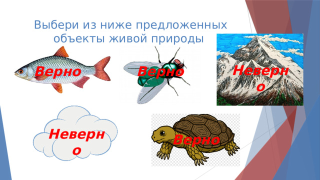 Выбери из ниже предложенных объекты живой природы Неверно Верно Верно Неверно Верно 