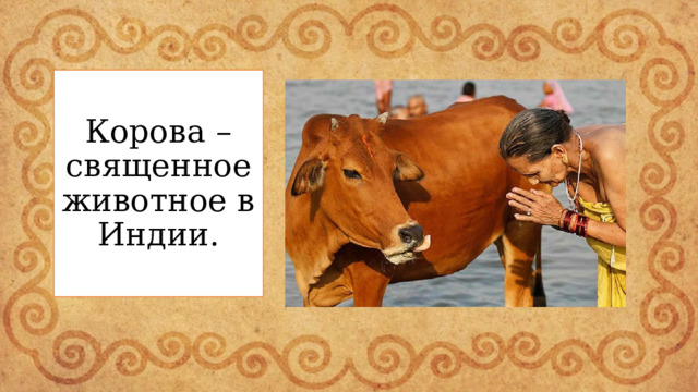 Корова – священное животное в Индии. 