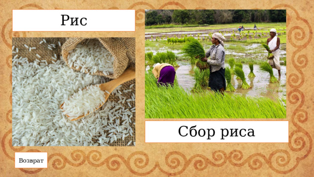 Рис Сбор риса Возврат 