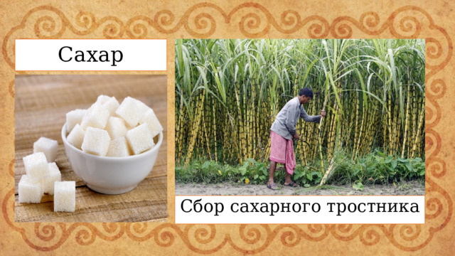 Сахар Сбор сахарного тростника 