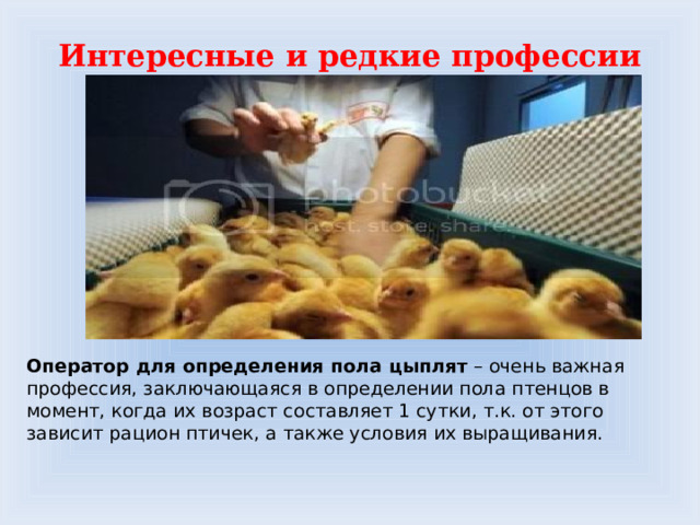 Интересные и редкие профессии Оператор для определения пола цыплят  – очень важная профессия, заключающаяся в определении пола птенцов в момент, когда их возраст составляет 1 сутки, т.к. от этого зависит рацион птичек, а также условия их выращивания.    