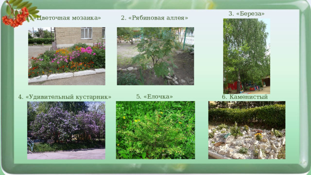 3. «Береза» 1. «Цветочная мозаика» 2. «Рябиновая аллея» 5. «Елочка» 4. «Удивительный кустарник» 6. Каменистый сад» 