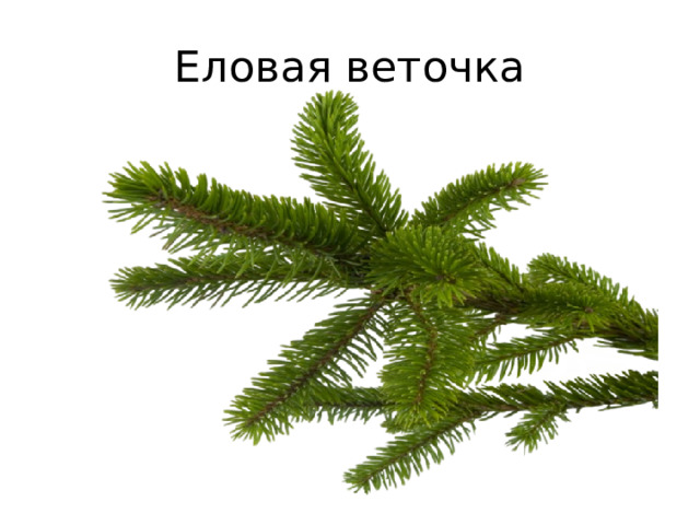 Еловая веточка 