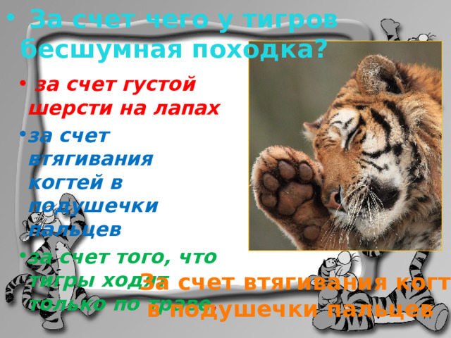  За счет чего у тигров бесшумная походка?    за счет густой шерсти на лапах за счет втягивания когтей в подушечки пальцев за счет того, что тигры ходят только по траве . За счет втягивания когтей  в подушечки пальцев 