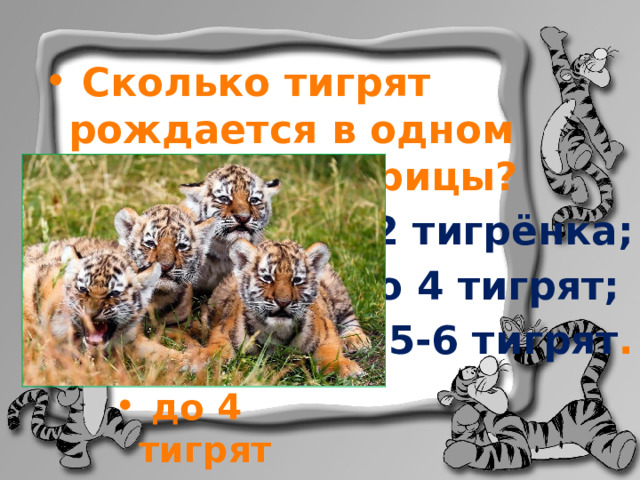  Сколько тигрят рождается в одном приплоде тигрицы?  1-2 тигрёнка; до 4 тигрят; 5-6 тигрят .   до 4 тигрят 