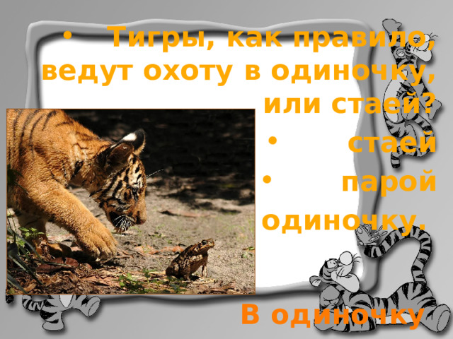  Тигры, как правило, ведут охоту в одиночку, или стаей?  стаей  парой в одиночку. В одиночку 