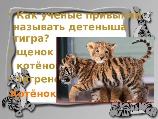  Как ученые привыкли называть детеныша тигра?  щенок  котёнок  тигренок Котёнок 